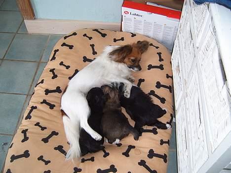 Papillon Daisy billede 2