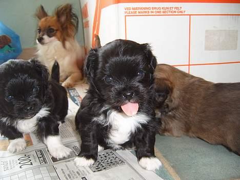 Papillon Daisy billede 3