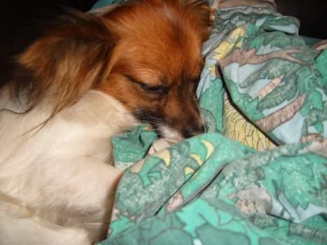 Papillon Daisy billede 4