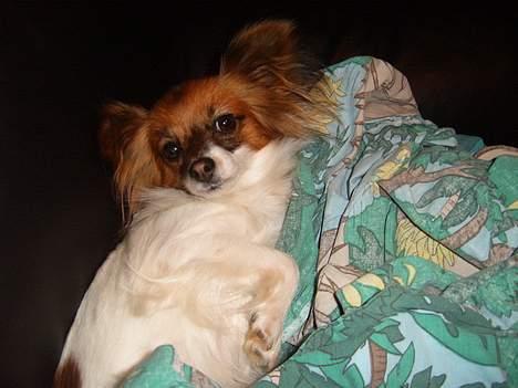 Papillon Daisy billede 5