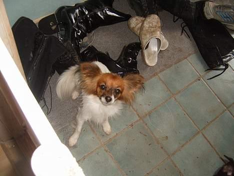 Papillon Daisy billede 6