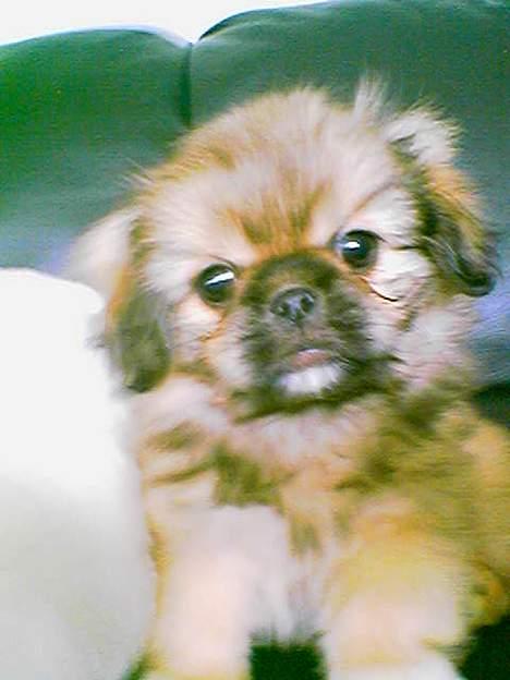 Pekingeser Lucky - Ca 3 mdr gl...  :-) billede 7