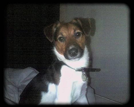 Blanding af racer whisky billede 1