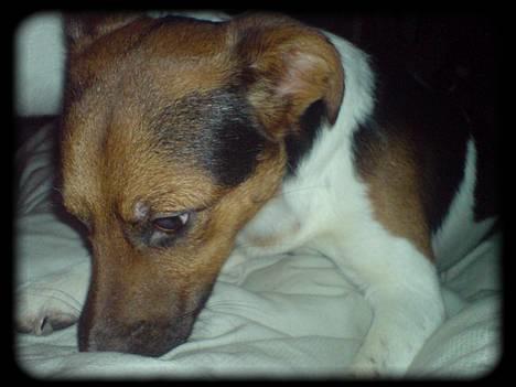 Blanding af racer whisky billede 2