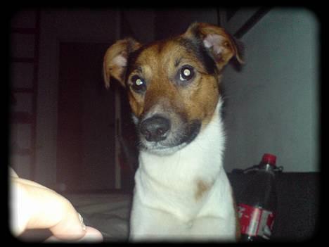 Blanding af racer whisky billede 3