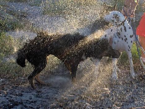 Blanding af racer Balder billede 13