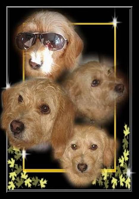 Basset fauve de bretagne Mille - Mille....! billede 1