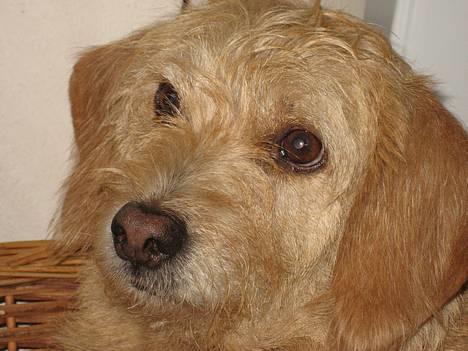 Basset fauve de bretagne Mille - har lige været ude i regnen.... og nu ligger jeg så her billede 2