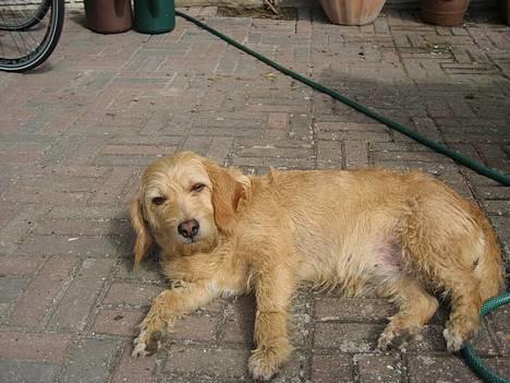 Basset fauve de bretagne Mille - hej, kæler du mig lige? billede 3