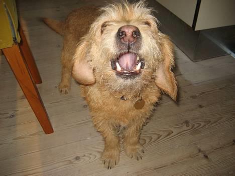 Basset fauve de bretagne Mille - vov! Så må jeg så få den tennis bold? billede 4