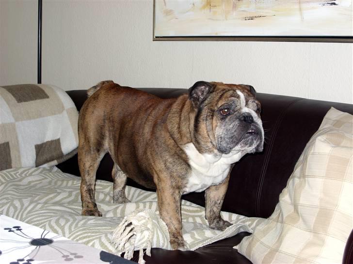 Engelsk bulldog Outskirts Diesel - 7 år billede 2