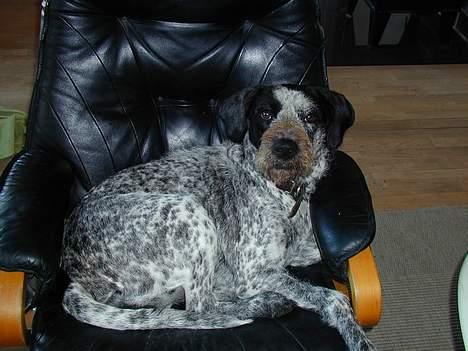 Blanding af racer Berta billede 8