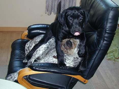 Blanding af racer Buller - Buller og Berta kæmper lidt om den gode plads billede 13