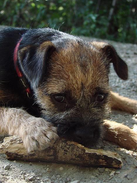 Border terrier DKAGCH DKSPCH  "Puma" - Tosa foto gå jeg hjem og vug... *GG* billede 1