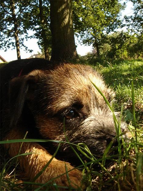 Border terrier DKAGCH DKSPCH  "Puma" - Blev pludseligt træt.. billede 4