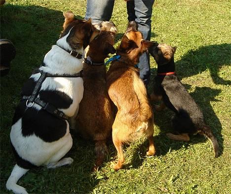 Border terrier DKAGCH DKSPCH  "Puma" - Ja, ja jeg kan altså godt gøre som de store hunde.. billede 6