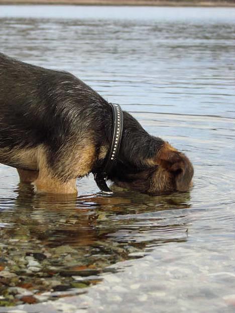 Border terrier DKAGCH DKSPCH  "Puma" - Hallo.. er der nogen ?? billede 7