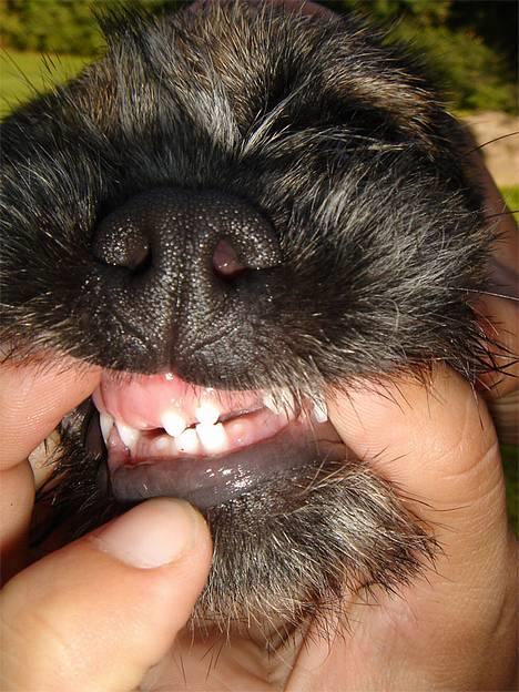 Border terrier DKAGCH DKSPCH  "Puma" - Se mine nye bisser!! billede 8