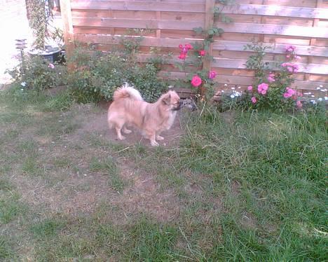 Tibetansk spaniel Coco - Det er da en flot hund ik´? billede 1