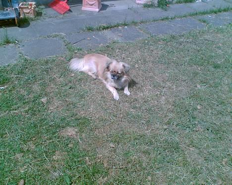 Tibetansk spaniel Coco - Det er nu ikke noget som at ligge i solen billede 2