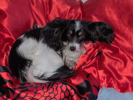 Papillon sille R.I.P :'( - Sille i mon storebrors seng.. billede 1