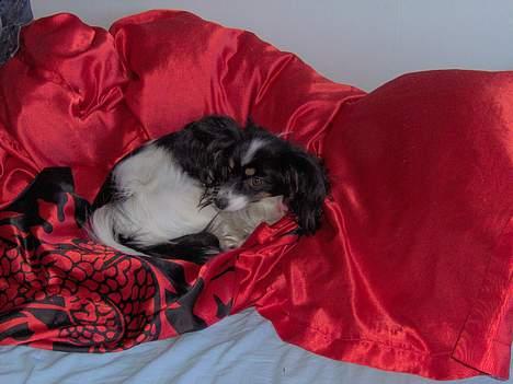 Papillon sille R.I.P :'( - Sille elsker at putte i dynen. billede 2