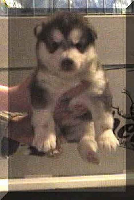 Alaskan malamute Aisha - aisha 4 uger gammel billede 8
