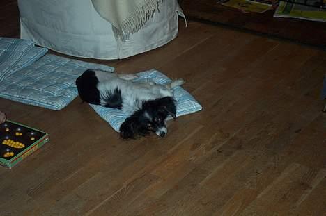 Papillon sille R.I.P :'( - puhh.. Det er hårdt at spille kalaha med Kristian.. billede 3