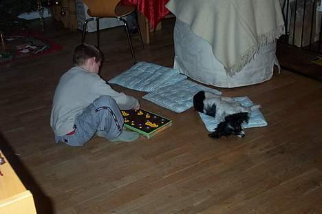 Papillon sille R.I.P :'( - Her spiller vi igen.. Men jeg tog lige en lur..  Blev altså træt.. hehe billede 4