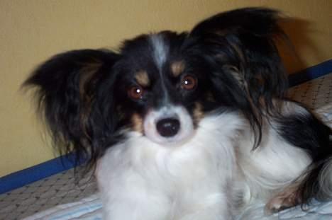 Papillon sille R.I.P :'( - hejsa allesammen. Er lidt pjusket i perlsen, men jeg kan altså IKKE lide børsten.. billede 5