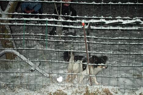 Papillon sille R.I.P :'( - Her leger jeg i sneen med Lisa og Kristian.. De byggede en snemand til mig.. Hyggeligt!! <3 billede 6