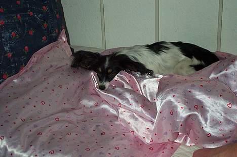 Papillon sille R.I.P :'( - Så lad miog dog sove.. Vil ikk op endnu.. billede 7