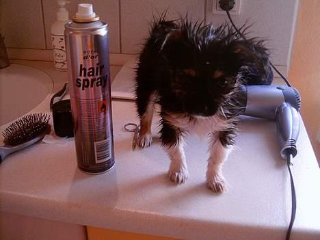 Blanding af racer Chica - sådan ser man ud når man lusker sig ind i badekabinen når mor er i bad billede 6