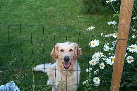 Golden retriever Athene    *Aflivet * :'( - Se mig i min fine have!! = -) billede 1