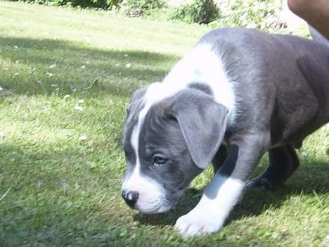 Blanding af racer Tazz billede 1