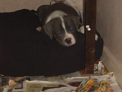 Blanding af racer Tazz billede 2