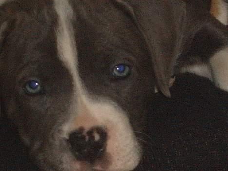 Blanding af racer Tazz - smuk ik  billede 3