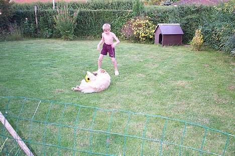 Golden retriever Athene    *Aflivet * :'( - Jeg elsker bare at lege med Kristian.. billede 2