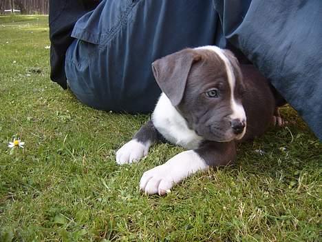 Blanding af racer Tazz - 7 uger  billede 4