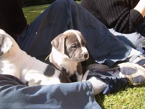 Blanding af racer Tazz - 7 uger  billede 5