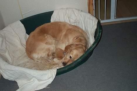 Golden retriever Athene    *Aflivet * :'( - Ligger lige og putter i min var,me kurv.. heeeh billede 3