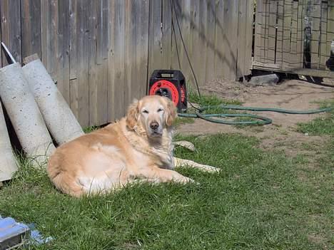Golden retriever Athene    *Aflivet * :'( - Ligger lige og solbader lidt.. billede 4