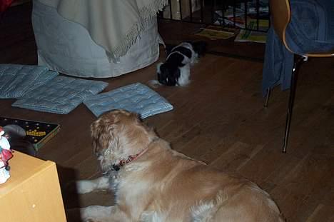 Golden retriever Athene    *Aflivet * :'( - Det der ser spændene ud.. kigger lige lidt... billede 5