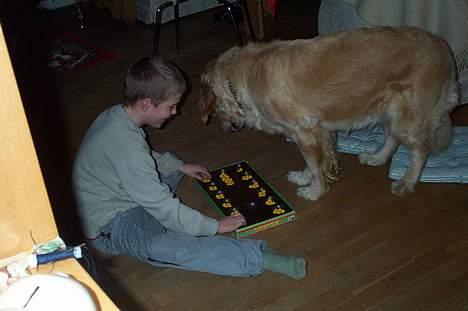 Golden retriever Athene    *Aflivet * :'( - Nu blev spændingen for stor.. Nu må jeg altså være med.. billede 6