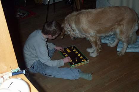 Golden retriever Athene    *Aflivet * :'( - Heey.. Det her er jeg jo god til.. billede 7