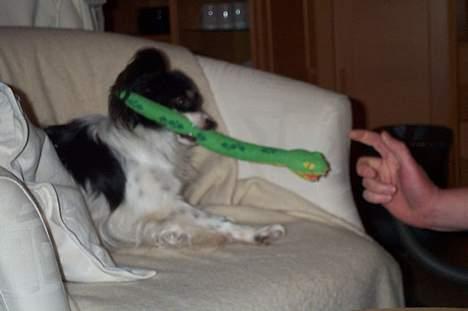 Papillon sille R.I.P :'( - Her leger jeg med far jesper.. billede 9