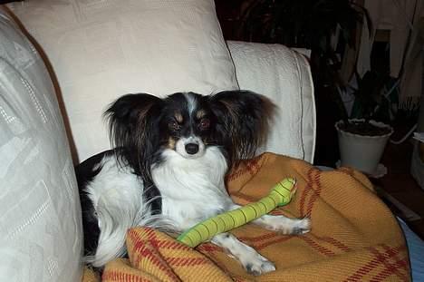 Papillon sille R.I.P :'( - Er træt efter at have leget.. billede 10