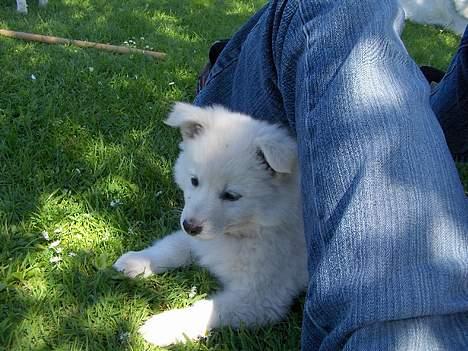Dansk Spids Fie ( død 10 April 2020) - det er bare skønt og ligge i skygge  billede 1