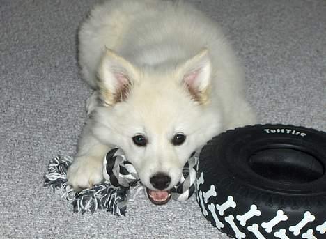 Dansk Spids Fie ( død 10 April 2020) - den er bare god billede 2