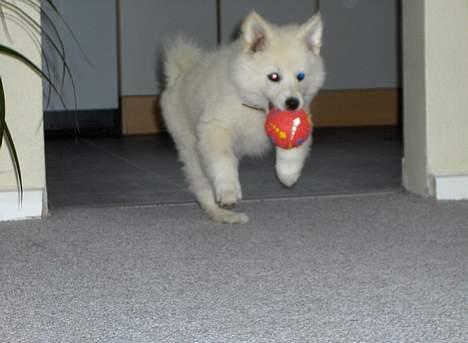 Dansk Spids Fie ( død 10 April 2020) - jeg har også en boldt billede 3